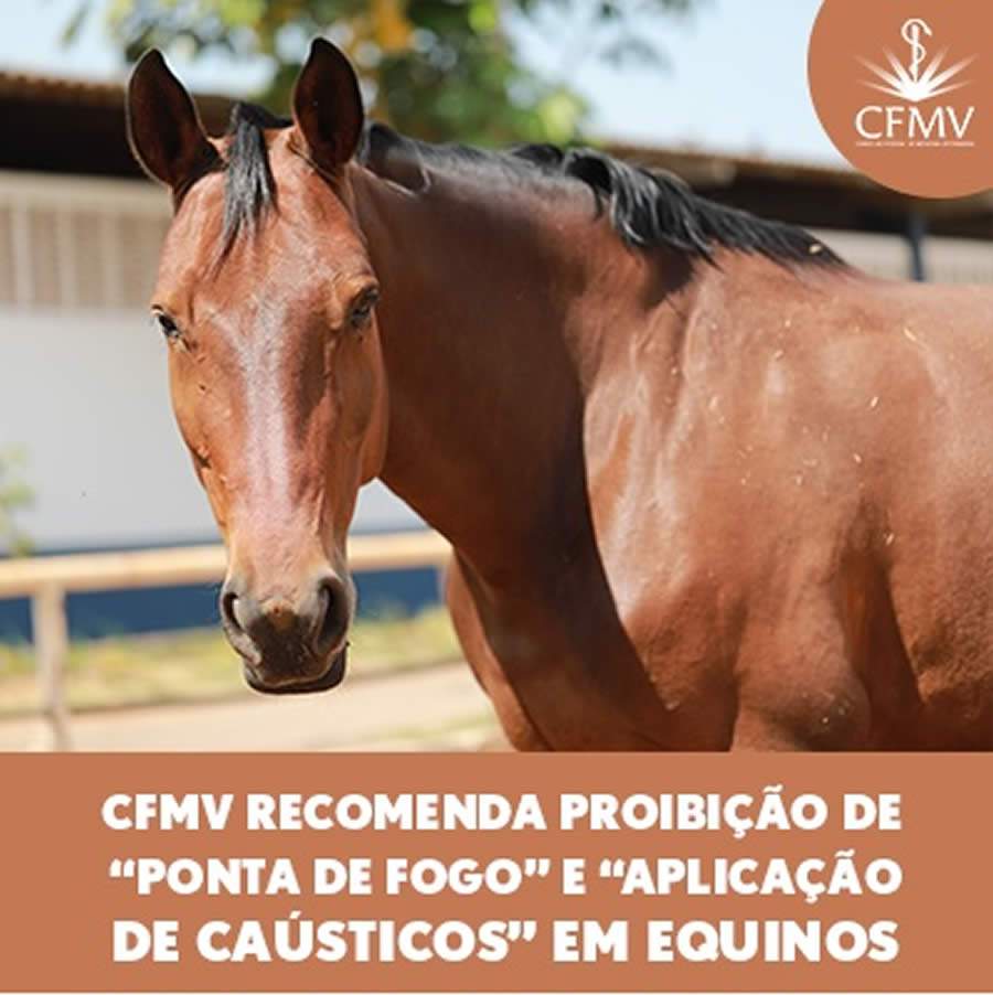 CFMV recomenda proibição de “ponta de fogo” e “aplicação de caústicos” em equinos