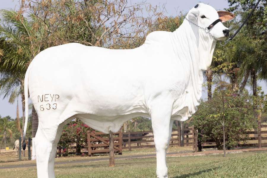 CASA-BRANCA-Esfinge-FIV-Napemo-Credito-Divulgacao