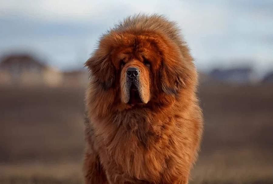 Mastim Tibetano - Foto: Reprodução / Internet