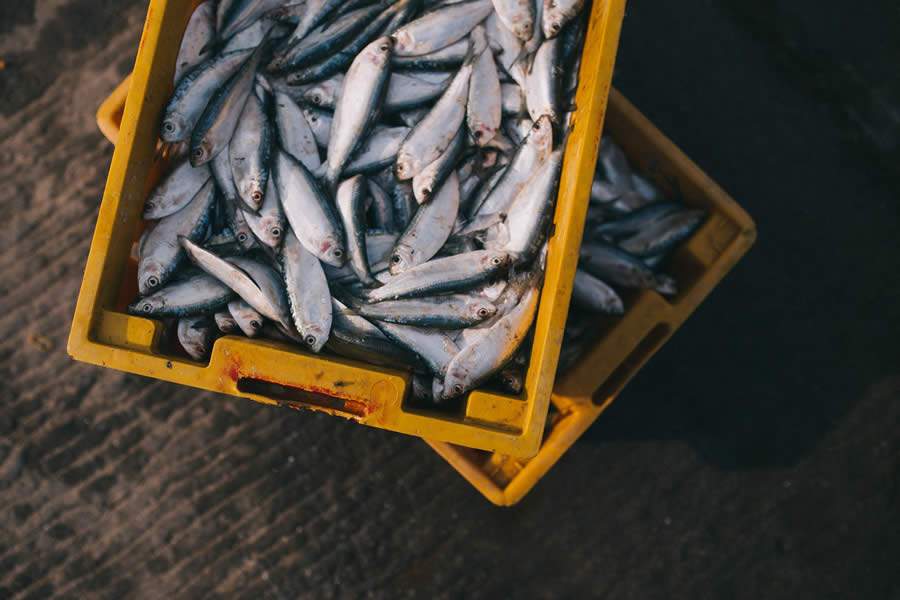 Consumo de peixes: especialista em segurança dos alimentos explica sobre os cuidados na compra e armazenamento