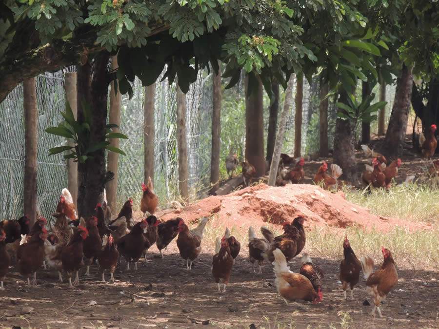 Cria&ccedil;&atilde;o de Aves - Korin