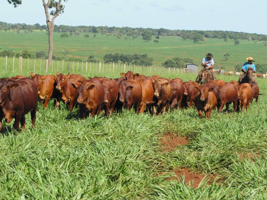 Em nove anos, JP Agronegócios aumenta em 20kg peso dos bezerros Montana à desmama