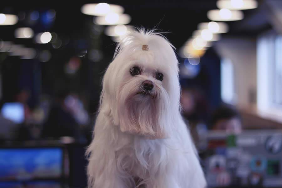 Belinha, mascote do Olist 