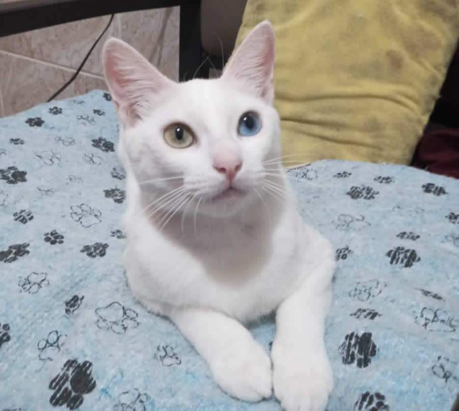 Celeste - Crédito: Divulgação Vetoquinol 