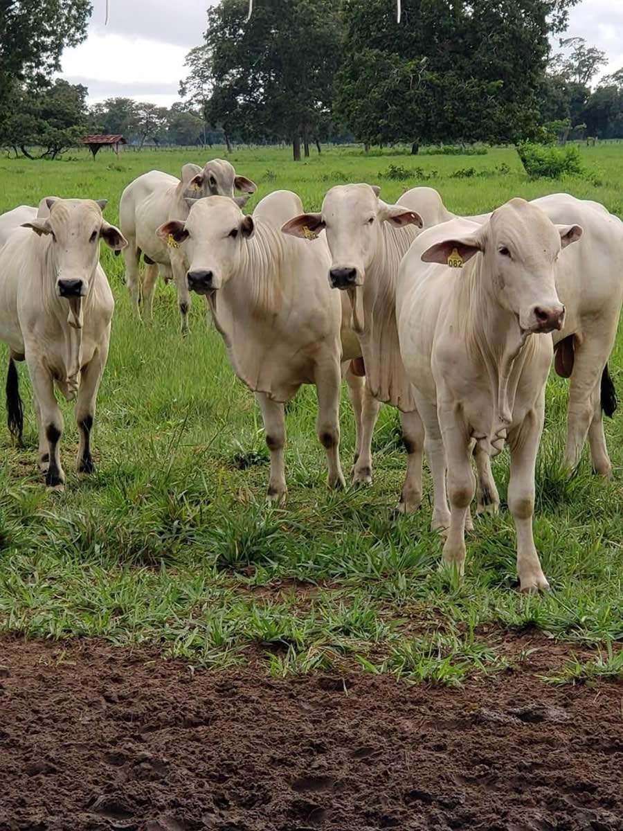 Castração com menos estresse