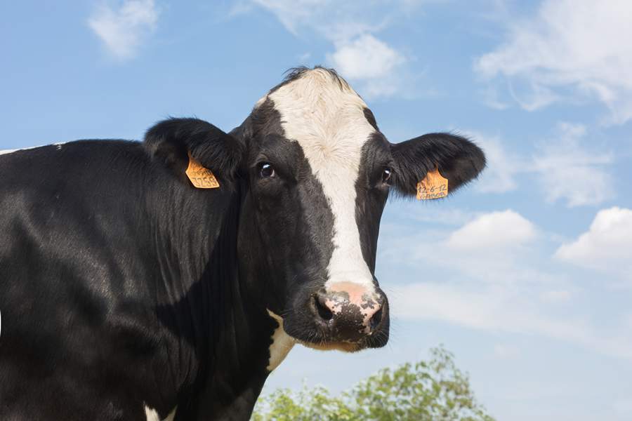 Divulga&ccedil;&atilde;o Zoetis