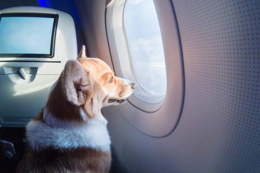 Viajando com cães e gatos: dicas para deslocamento seguro com animais de estimação