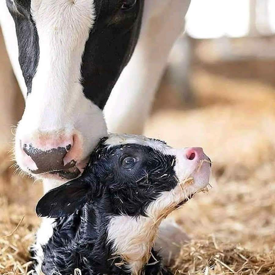 Recuperação de vacas no pós-parto é tema de palestra da Trouw Nutrition na Expojovem, em Castro (PR)