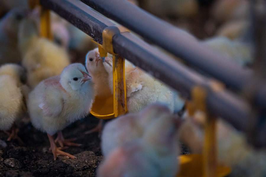 PHIBRO-Diagnostico-correto-das-sindromes-respiratorias-ajuda-a-evitar-prejuizos-na-producao-avicola-Foto-Wenderson-Araujo-CNA-Divulgacao