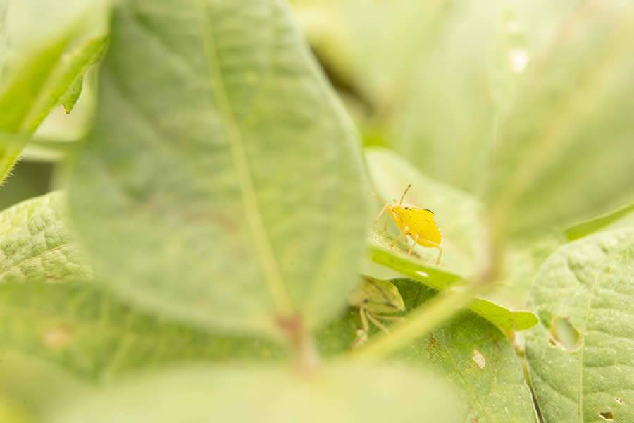 FMC apresenta inovações para o manejo sustentável de soja e milho em feiras agrícolas do Sul do país