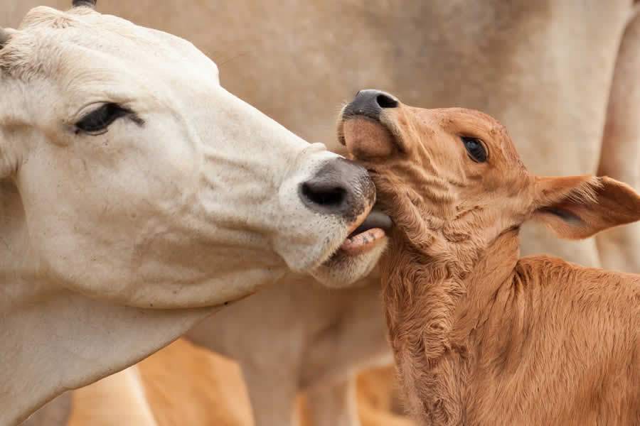 Vacinas recomendadas para o período de cria de bovinos e protocolos de sanidade reprodutiva
