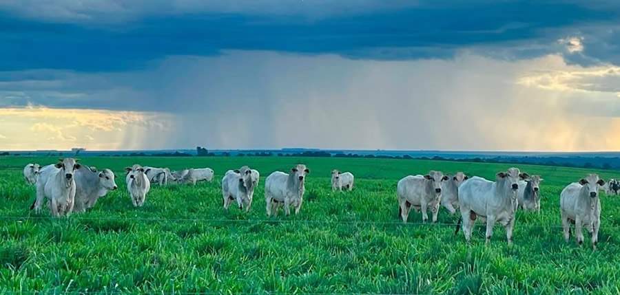 Com chegada das chuvas, pecuaristas devem estar atentos ao arame dos pastos para rotação de pastagens