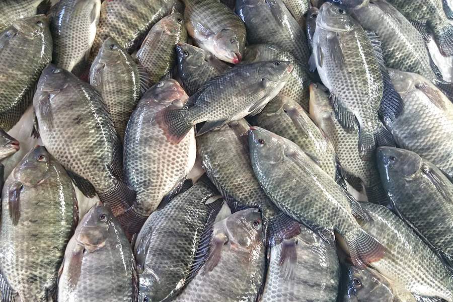 peixe-br-exportacoes-primeiro-tri-2024-foto-divulgacao