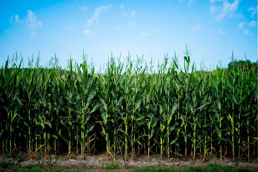 Bioinoculante eleva a produtividade da soja e do milho
