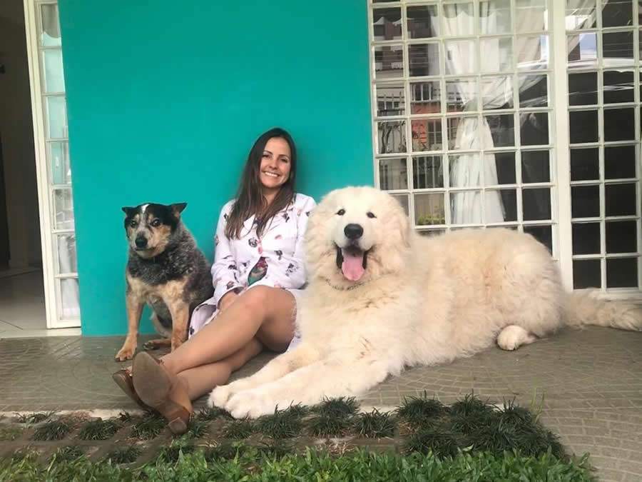 Novidade no Brasil, mapeamento gen&eacute;tico de pets chega a Curitiba