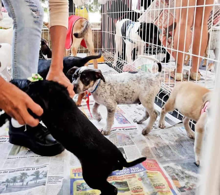 Feira de ado&ccedil;&atilde;o de c&atilde;es e gatos em Itabora&iacute;