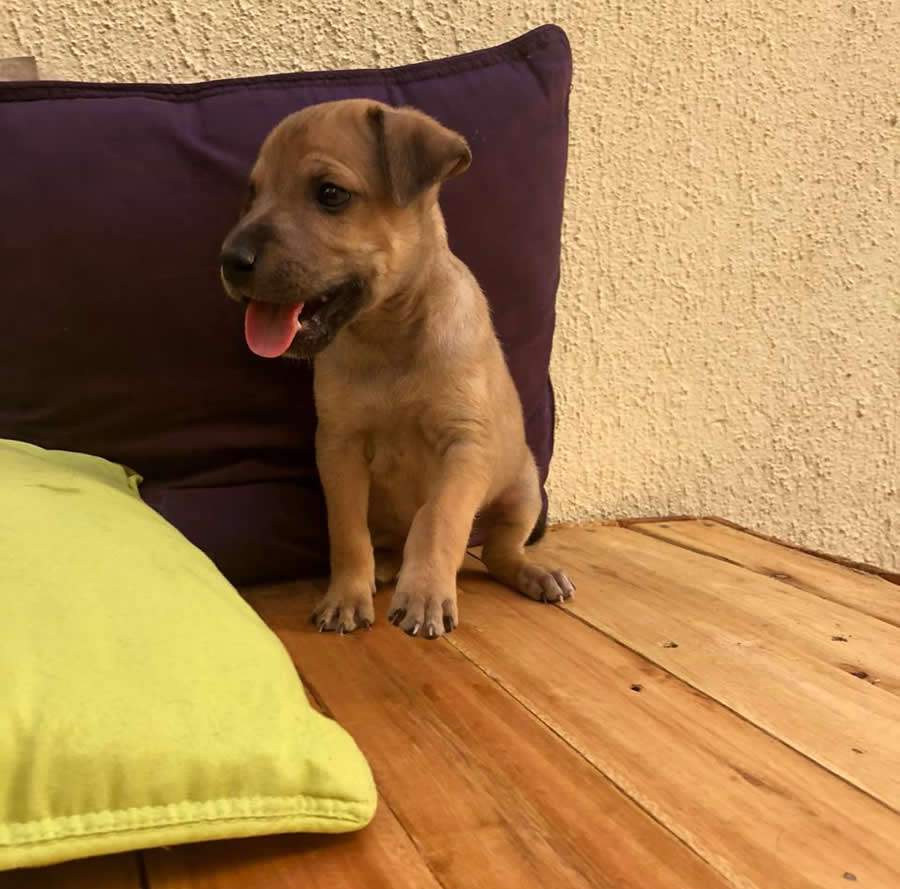 O macho Simba também poderá ser adotado nesta ação do Grupo Miau Au Au - Grupo Miau Au Au