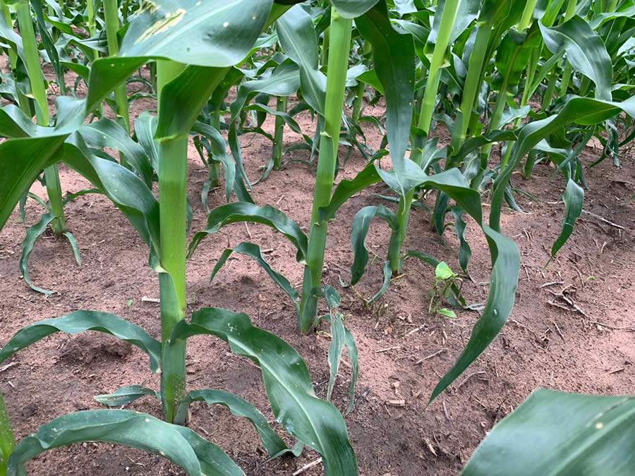 Ferramentas ajudam produtor a ter mais eficiência na semeadura do milho safrinha