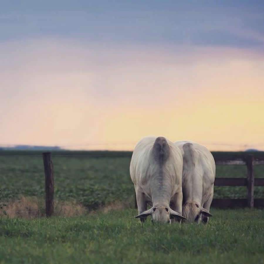Seguro pecu&aacute;rio avan&ccedil;a no Brasil, mas ainda h&aacute; muito o que crescer