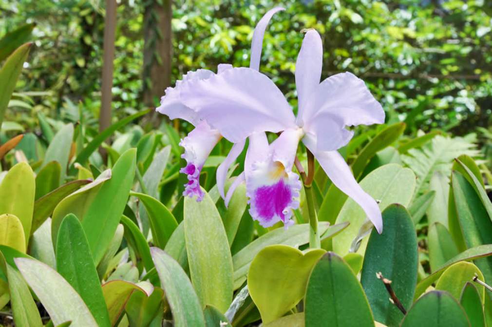 No segmento do agronegócio, o cultivo de orquídeas representa 1% do movimento financeiro anual - Foto: Marketing Unoeste