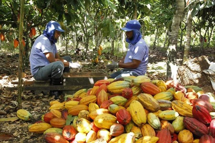 Dia Mundial do Cacau: Mars celebra iniciativas sustent&aacute;veis para a cadeia de suprimentos do cacau