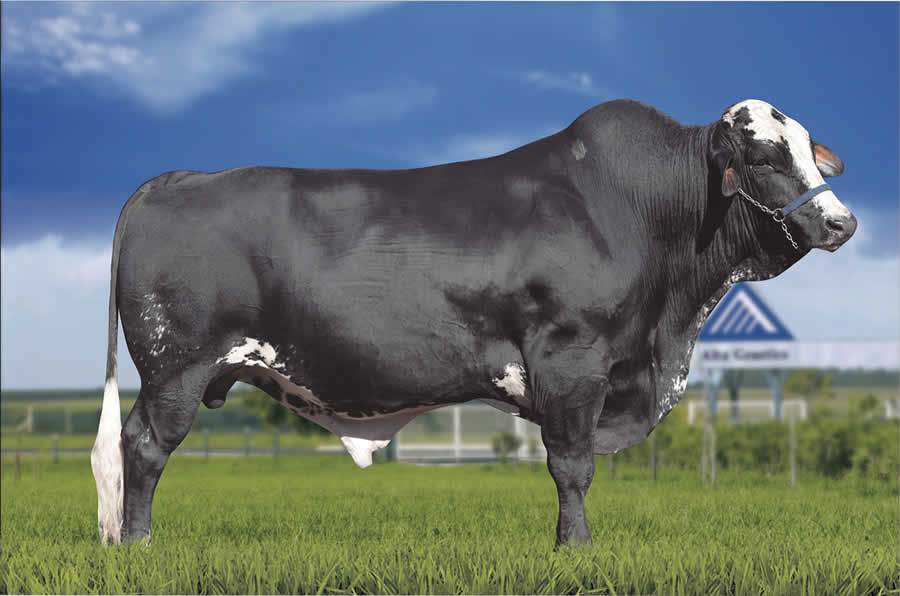 Imagem Imperador Baxter FIV Volta Fria