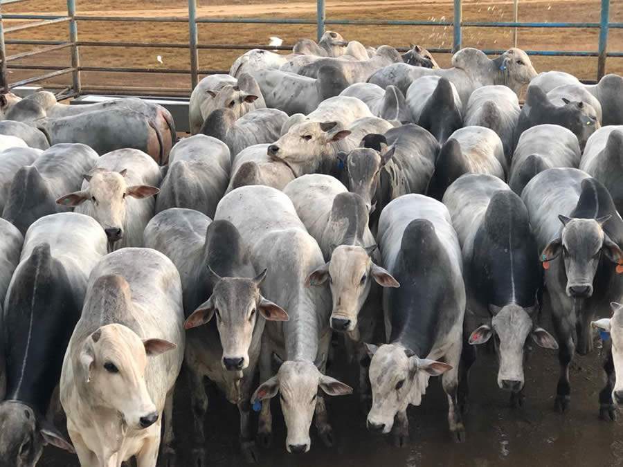 Confresa avaliou 525 machos na 12&ordf; etapa do Circuito Nelore de Qualidade