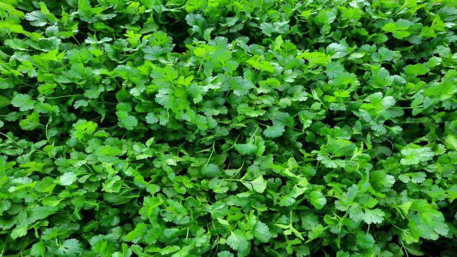 Coentro Coimbra, Topseed Premium - Agristar do Brasil