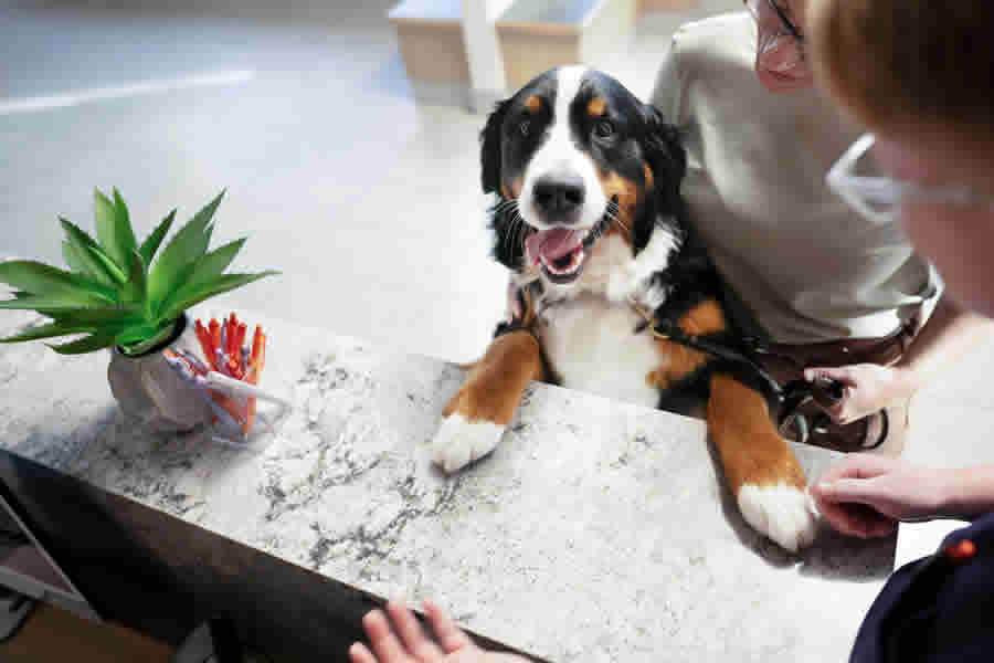 Cr&eacute;dito: Divulga&ccedil;&atilde;o