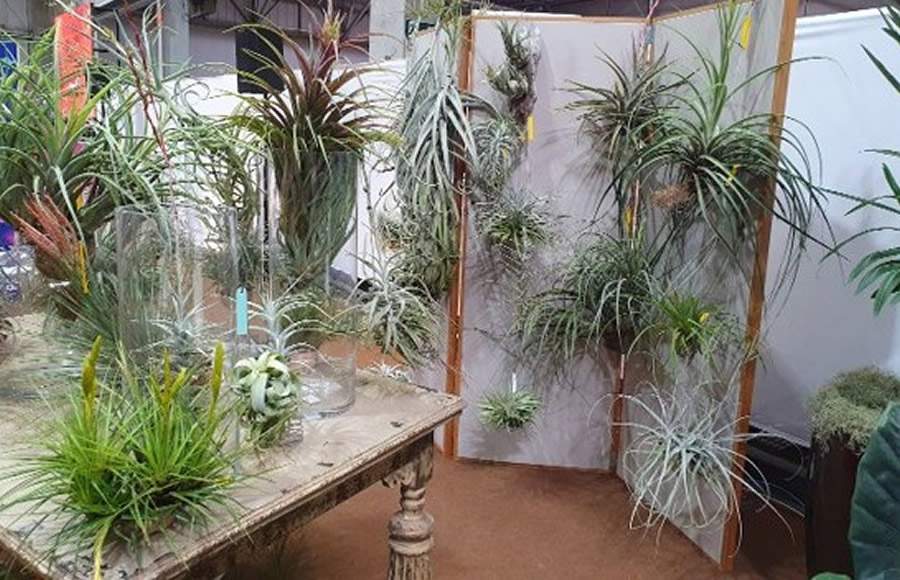 Air plants _Tillandsia - Acervo Hórtica Consultoria