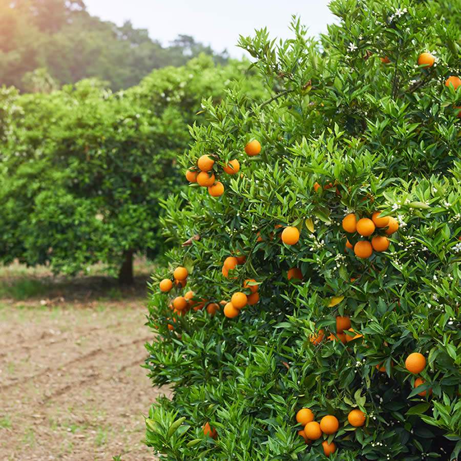 Oxicloreto de cobre blinda pomar de citros