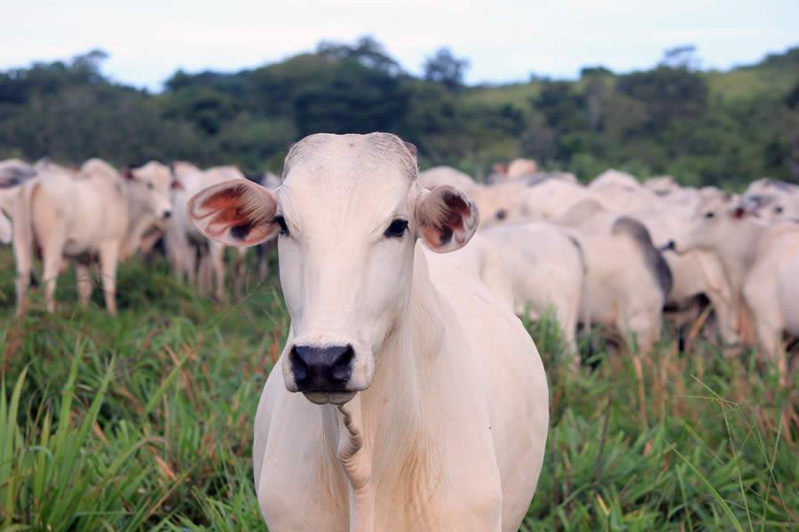 Período de chuvas é propício para infecções em bovinos. Tratamento rápido e eficaz minimiza prejuízos