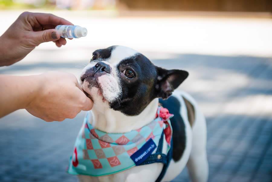 Col&iacute;rios e pomadas manipuladas da DrogaVET auxiliam no tratamento de doen&ccedil;as oculares em pets -&nbsp;Cr&eacute;dito da foto: Priscilla Fiedler