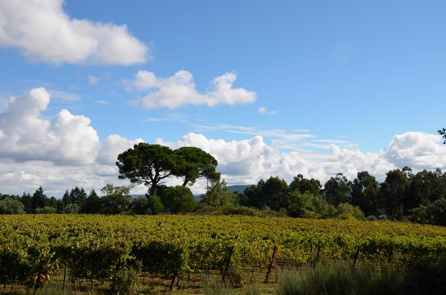 Vinícola Julia Kemper Wines com novidades no Brasil