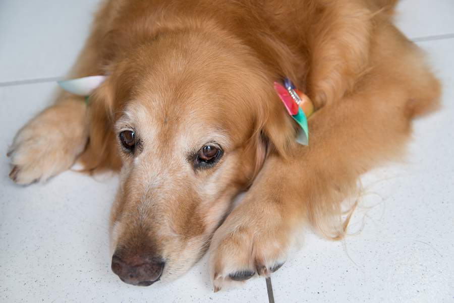 O ru&iacute;do dos fogos de artif&iacute;cio pode causar medos, traumas, desmaios, convuls&otilde;es e, at&eacute; mesmo, a morte em animais mais sens&iacute;veis ou com comorbidades - Foto: Edjane Madza