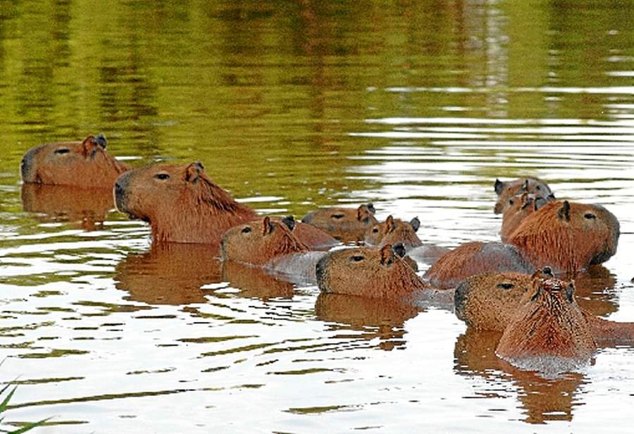  Capivaras no Lago Paranoá