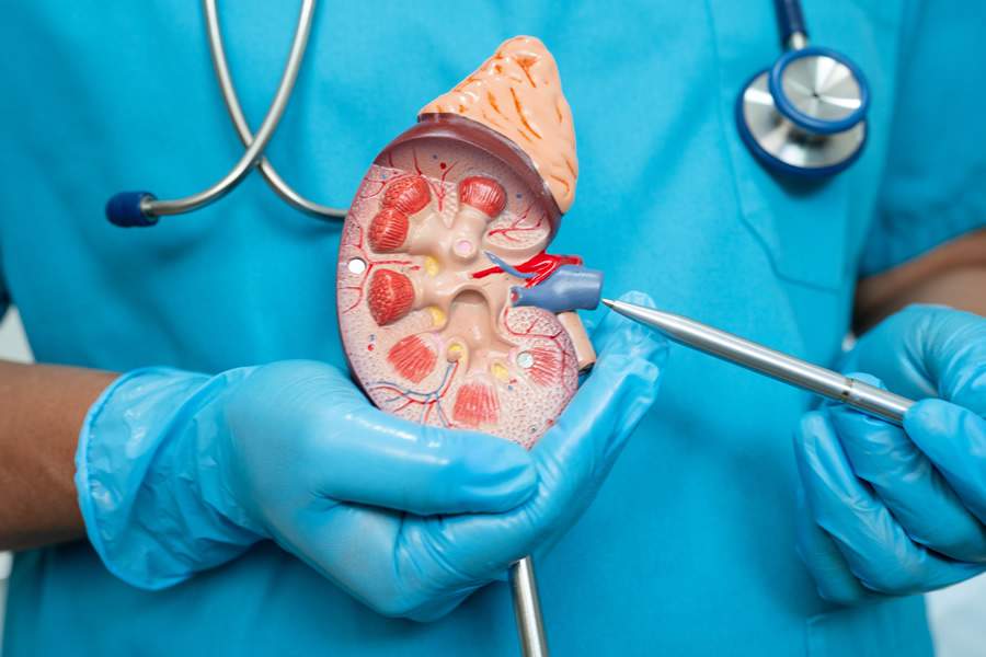  A alta demanda tem rela&ccedil;&atilde;o direta com a incid&ecirc;ncia crescente de doen&ccedil;as cr&ocirc;nicas, especialmente a hipertens&atilde;o arterial e o diabetes, que podem levar &agrave; perda progressiva da fun&ccedil;&atilde;o renal - Cr&eacute;dito: Envato