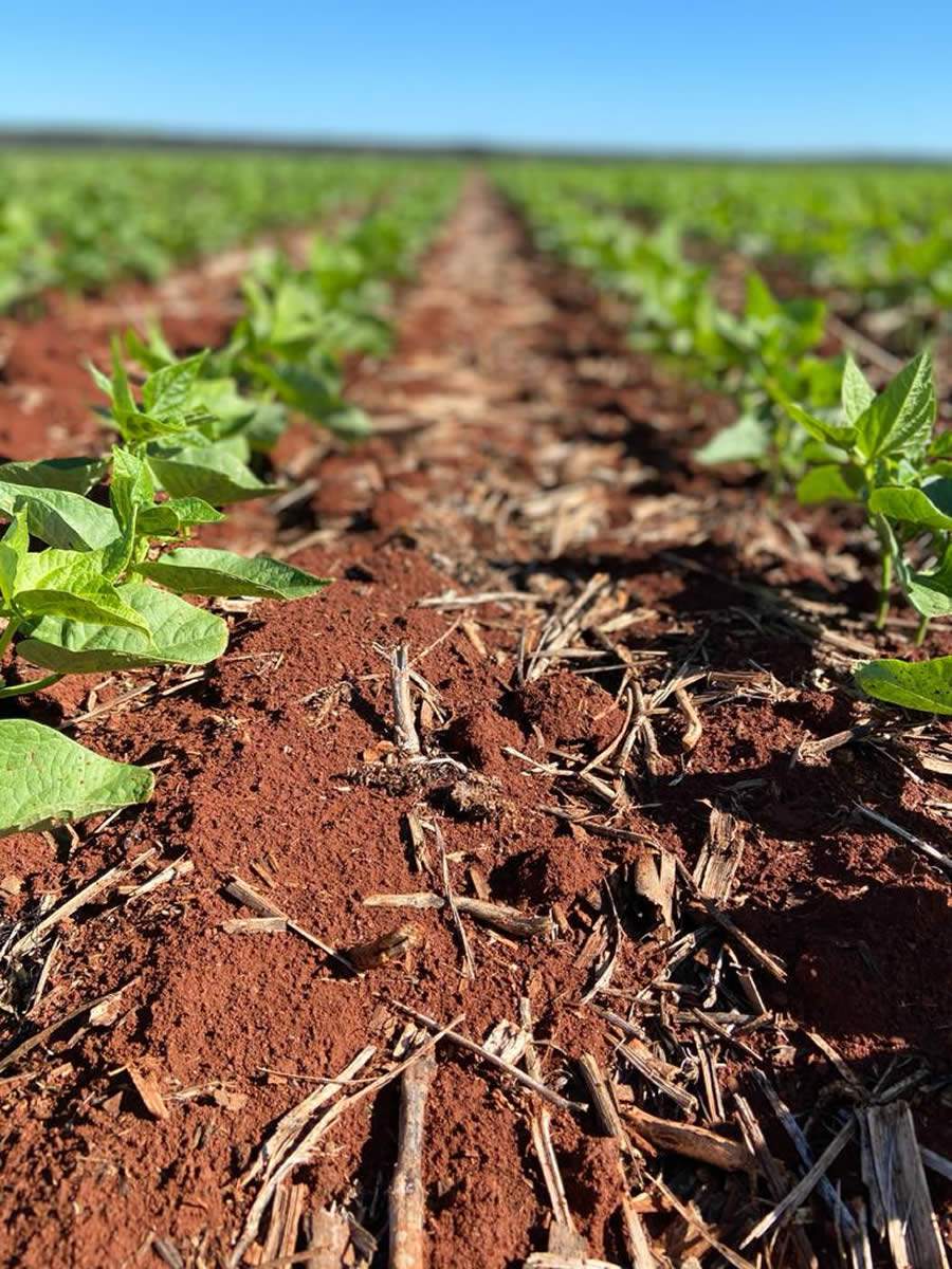 Solo: sua diversidade e a importância de mantê-lo vivo