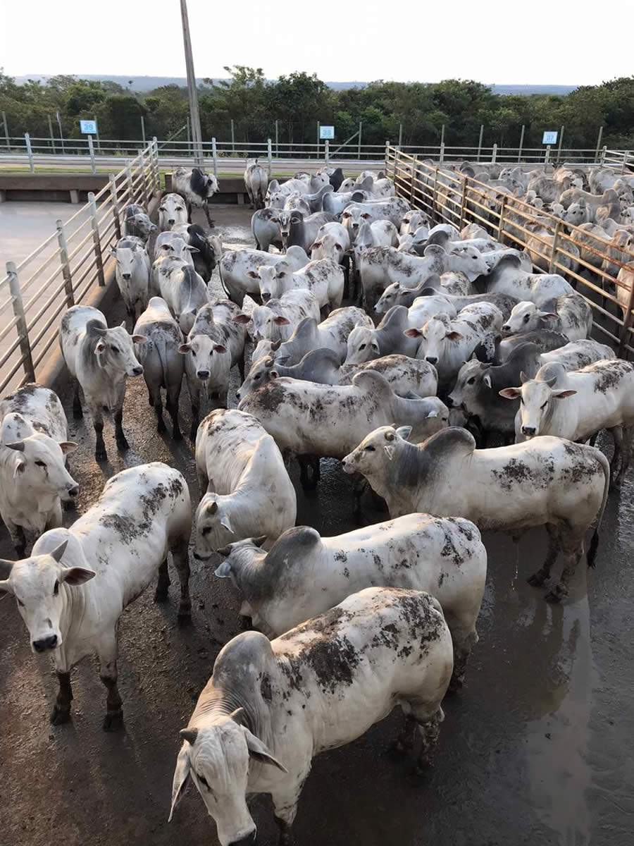 Mais de 1.300 animais serão avaliados na etapa do Circuito Nelore de Qualidade em Vilhena (RO)