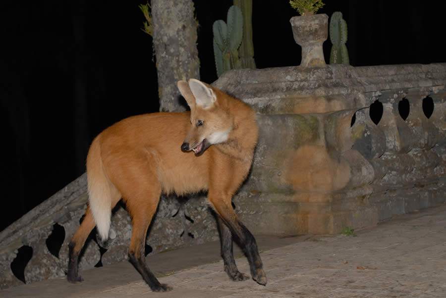 Lobo-guar&aacute;, visita ilustre e frequente no Santu&aacute;rio do Cara&ccedil;a - Foto: Padre Lauro Pal&uacute;