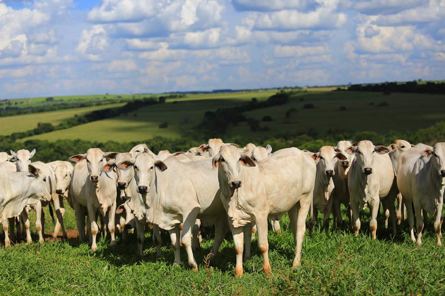  Adoção de estratégia permite a sincronização do período de alto requerimento nutricional com a época de maior disponibilidade de forragens