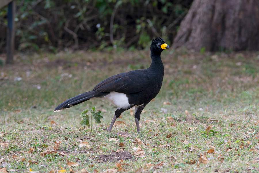 Mutum-de-penacho - Marco Silva