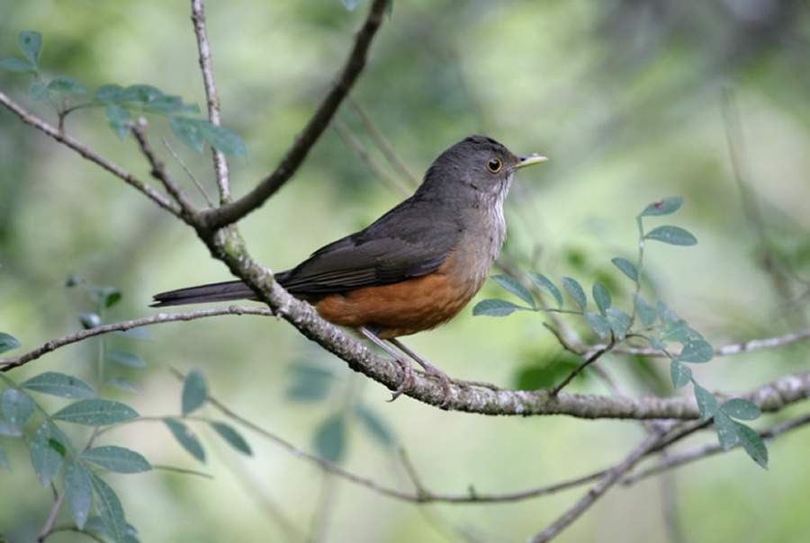 Sabi&aacute;-laranjeira (Turdus rufiventris)