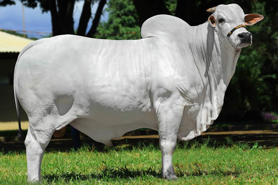 Agro Zoller fornece gen&eacute;tica selecionada em Leil&atilde;o Virtual Nelore Zoller