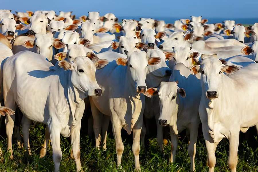 Crédito: Divulgação