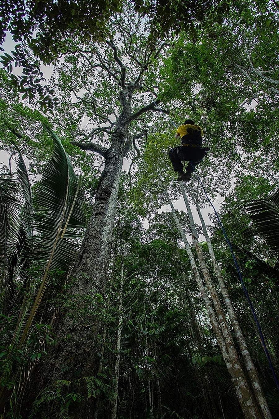 Juma Amazon Lodge - escalada em árvores 