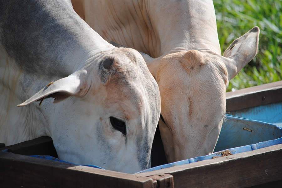Resíduo da produção de etanol de milho, DDG é atrativo para nutrição dos bovinos de corte, aponta pesquisa da Unesp e da Trouw Nutrition