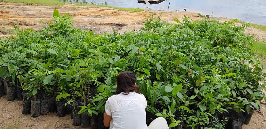 Projeto em Juruti (PA) - PRETATERRA