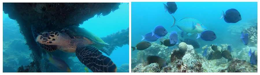 Projeto Coral Vivo divulga primeiro epis&oacute;dio de s&eacute;rie que mostra toda a diversidade marinha da regi&atilde;o de Abrolhos, sul da Bahia