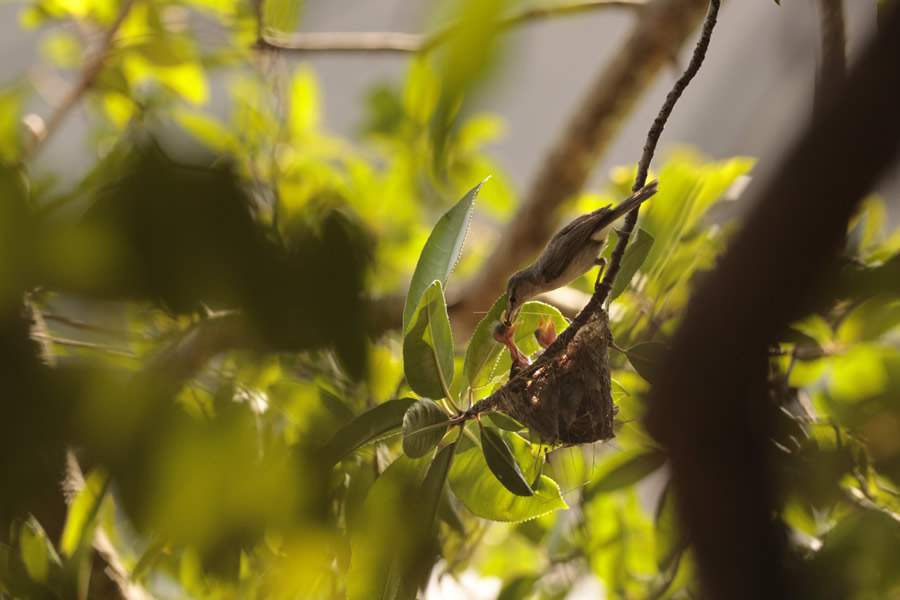 Foto: Sebito-de-noronha. Cr&eacute;dito: Heideger Nascimento